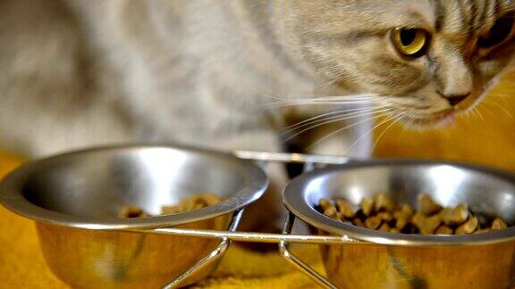 猫有猫粮