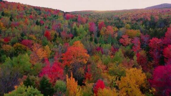 航拍视频的秋天的颜色劳伦山森林在秋天季节