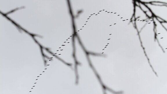 一群大雁在春天灰色的天空飞翔