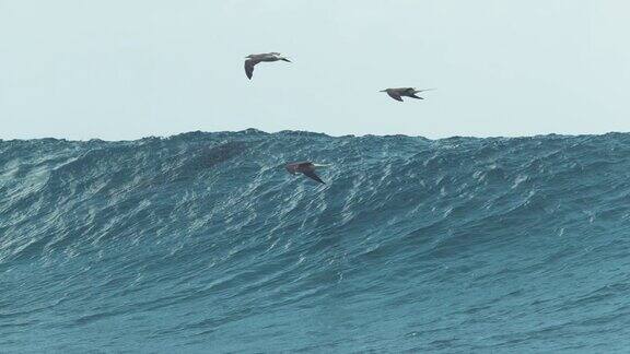 慢镜头:三只海鸥飞近即将冲破的巨浪