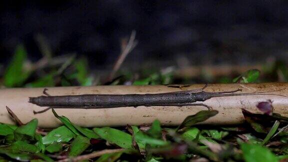 近距离的竹节虫或Phasmids坐在木头上
