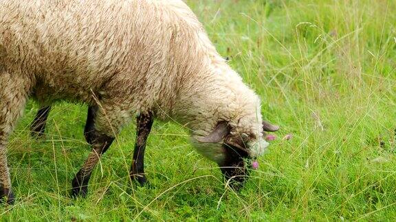 在4K视频中两只年轻的公羊在农场的花园里抽动咀嚼和吃着新鲜的绿草
