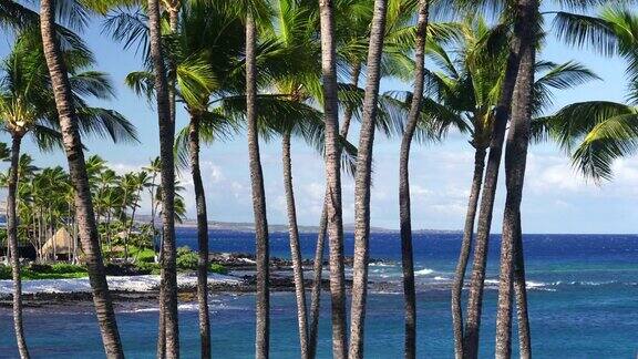 夏威夷大岛的棕榈树和火山海滩