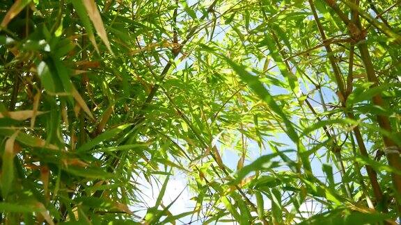 竹叶与蓝天大自然清新的绿色背景4k分辨率