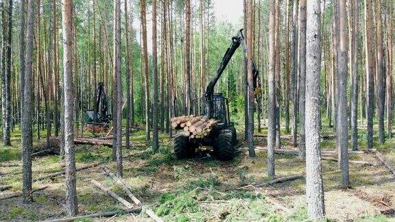工业车辆在森林里加工砍伐的树木