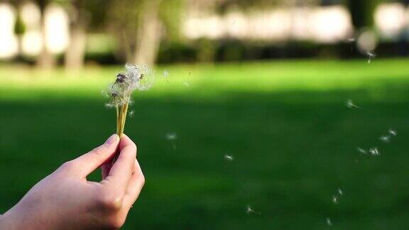 脆弱的白色蒲公英被春风吹散美丽的绒毛白色种子飞向远方花开花落一扫而空