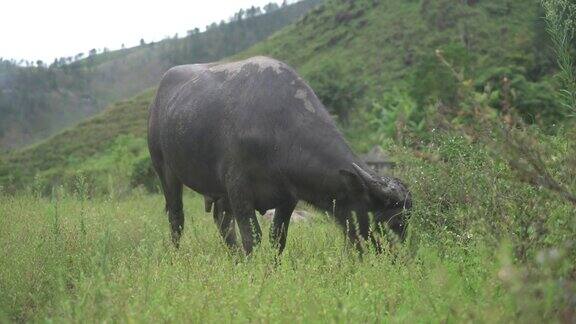 多巴湖乡村的水牛