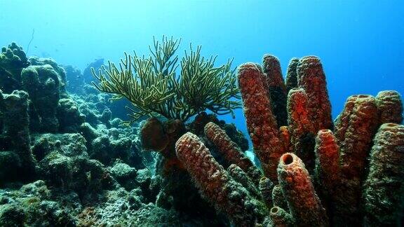 珊瑚礁海景在加勒比海库拉索岛附近的潜水地点里夫圣玛丽