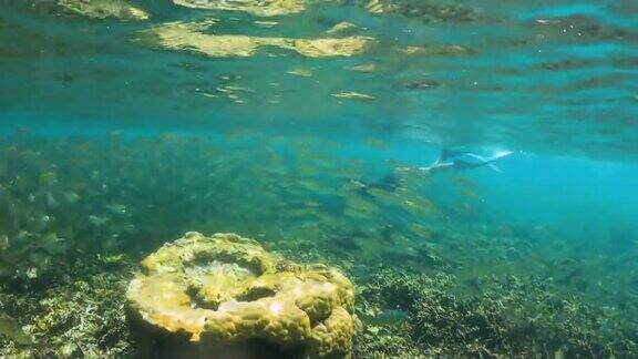 4K年轻女子自由潜水者穿长鳍自由潜水与鱼群黄条纹鲹在浅水珊瑚礁海