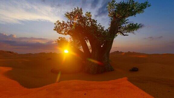 日落时非洲沙漠中的一棵猴面包树