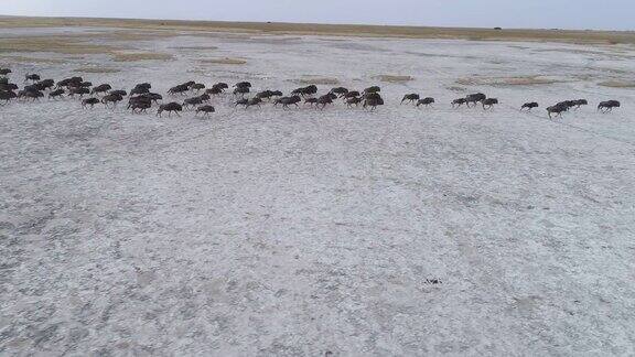 鸟瞰一群角马奔跑在广阔的Makgadikgadi潘