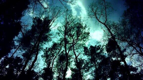 神秘的森林在刮风的晚上