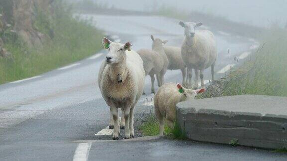 挪威逃离了在挪威山路上行走的家养绵羊和羔羊朦胧的春日绵羊农场