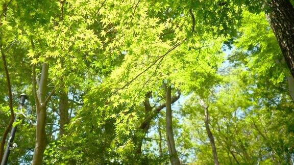 新鲜的绿枫叶在森林里飘扬