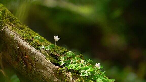 森林里的花