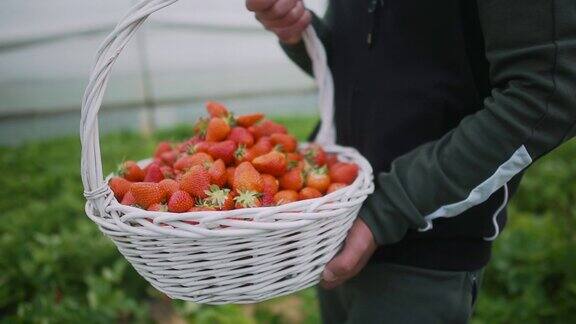 农夫小心翼翼地提着一篮新鲜草莓