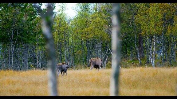 母麋鹿带着两只小麋鹿漫步在森林里