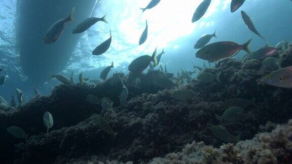 水下的鱼地中海暗礁中的黄色条纹鱼