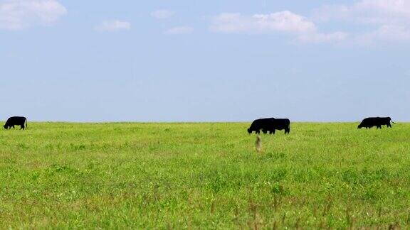 深棕色的牛吃草生物有机农场