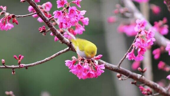 春季粉红樱花特写