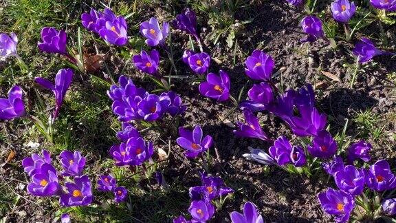 春天的第一个春天紫色的番红花和蜜蜂在森林里生长