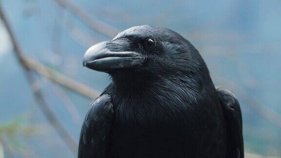 大黑乌鸦画像森林里的野鸟