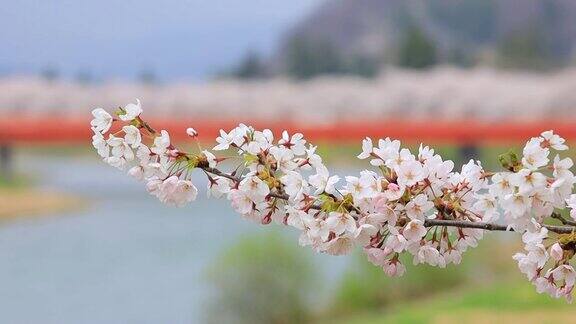 樱花在日本樱花角馆