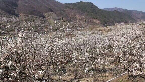 日本杏花花园时间流逝在乡村户外
