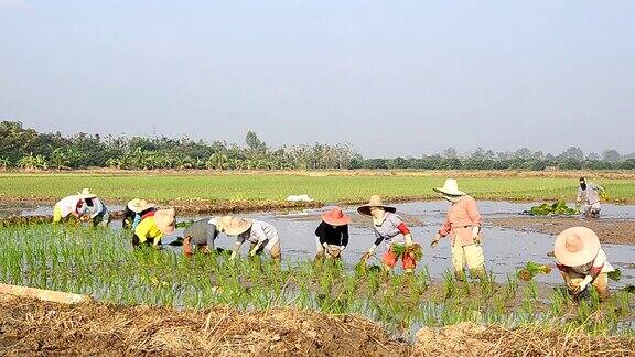 农民在稻田里种植水稻