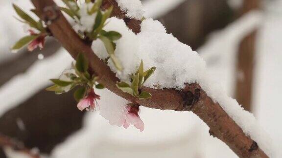 4月份下雪白雪覆盖了开花的果树