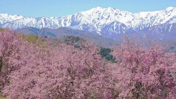 雪山的残雪和春天的樱花