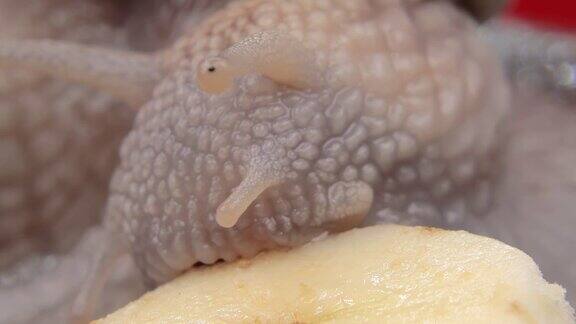 蜗牛第一次吃香蕉