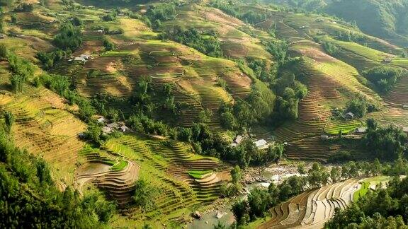 越南北部的梯田稻田