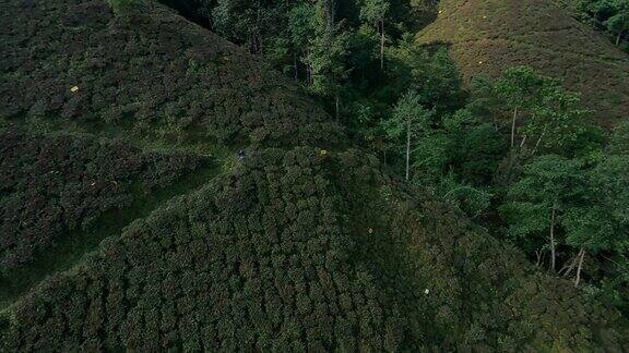 印度大吉岭的茶园鸟瞰图无人机拍摄的绿色小山丘上的大片绿色茶园