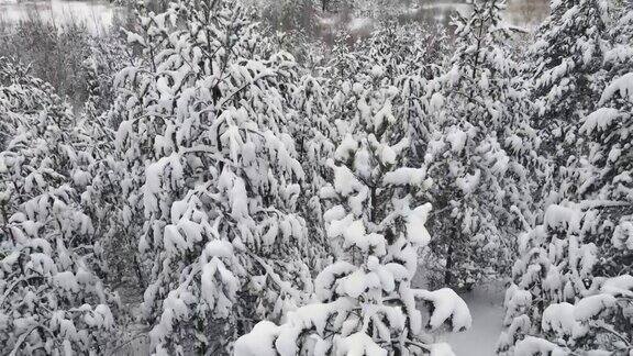 冬天森林多雪天气凉爽鸟瞰