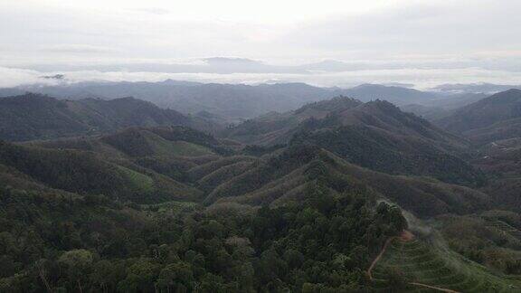 空中俯瞰森林树木朝向群山