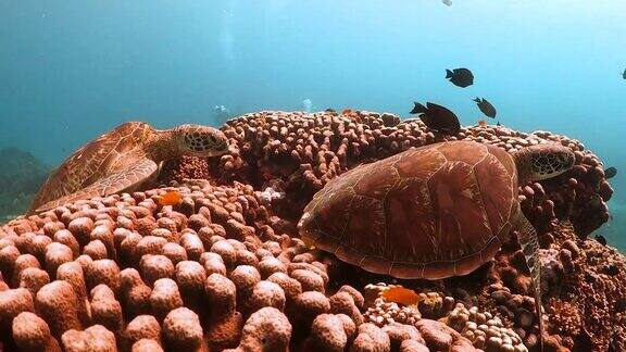 一对绿海龟在珊瑚上休息背景是潜水员