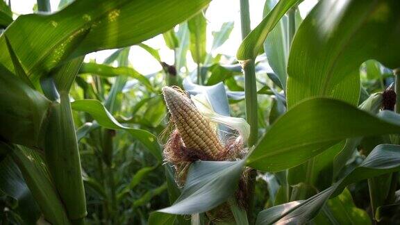田地里成熟玉米的特写