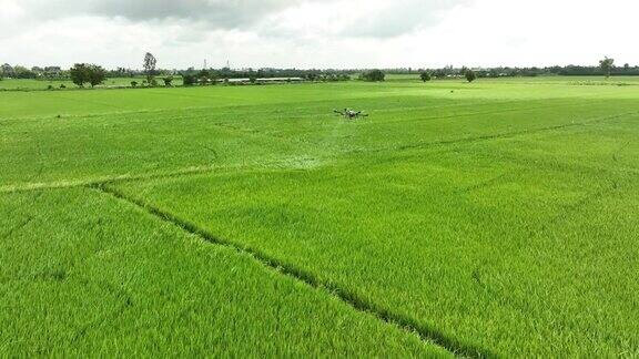在越南南部芹苴省农用飞机向大片绿色稻田喷洒农药的视频