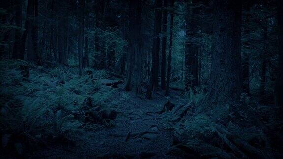 傍晚沿着风景优美的森林小径滑翔