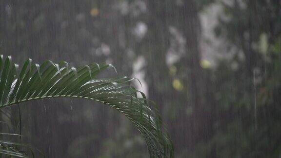 在泰国热带雨滴落在大的绿色棕榈叶上