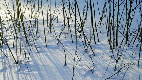 冬天的风景雪地里灌木丛的特写镜头4k