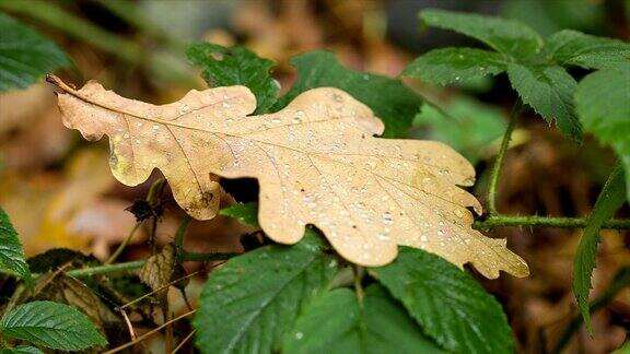 橡树叶在雨滴中