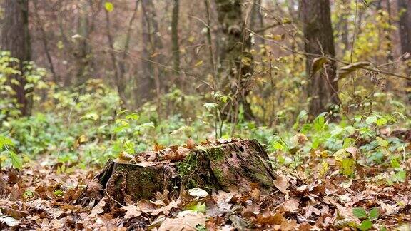 秋天森林里的松树老树桩
