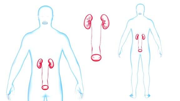 人体肾脏x射线效果循环旋转3d渲染