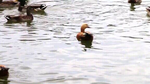 鸭子公园池塘里游着野鸭