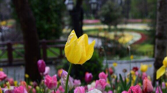 下雨时黄色的郁金香花