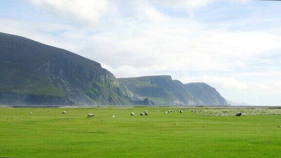 绵羊在落基海岸的高尔夫球场上吃草
