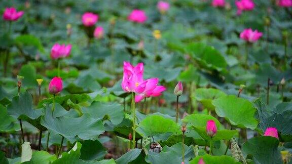 粉红色的荷花背景是池塘里粉红色的荷花和黄色的荷花花蕾越南乡村的和平景象