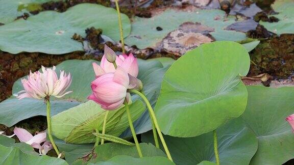 池塘里美丽的粉红色睡莲或荷花